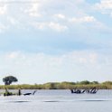 BWA NW Chobe 2016DEC04 River 044 : 2016, 2016 - African Adventures, Africa, Botswana, Chobe River, Date, December, Month, Northwest, Places, Southern, Trips, Year
